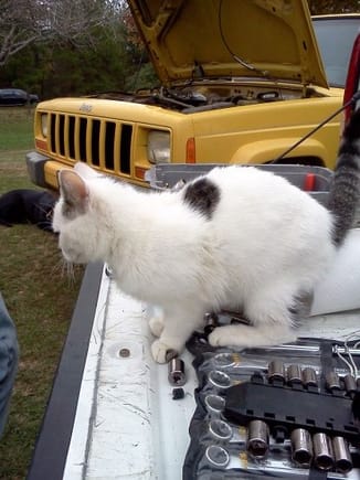 Bill the cat &quot;helping&quot; me change the waterpump.