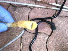 This was the fuel line just as rusted but not fully through just a pin hole , noted the drip on Saturday night.