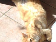 Nacho stretching to get into shape for intruders this coming fall .

Sorry for you loss, pets are family too! 