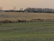 Some migrating Great Blue Herons in Long Point area this afternoon 