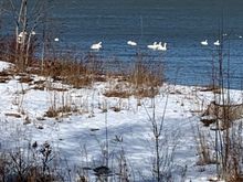 Swans are migrating through headed north already. 