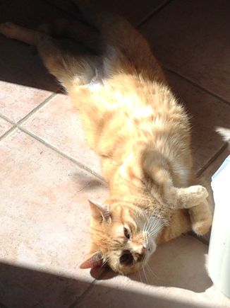 Nacho stretching to get into shape for intruders this coming fall .

Sorry for you loss, pets are family too! 