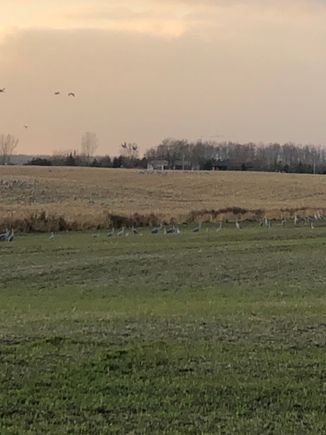 Some migrating Great Blue Herons in Long Point area this afternoon 
