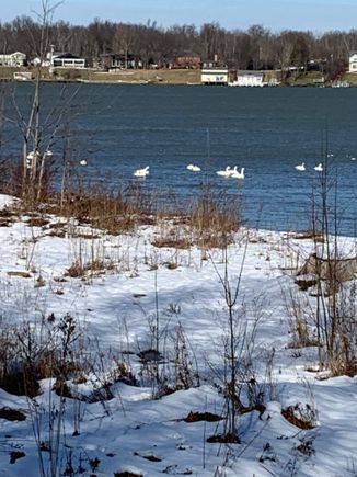 Swans are migrating through headed north already. 