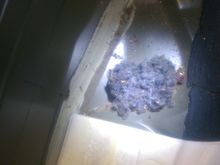 The nest underneath spare tire