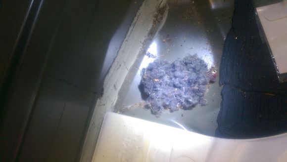 The nest underneath spare tire