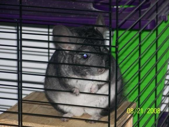 chinchilla 1