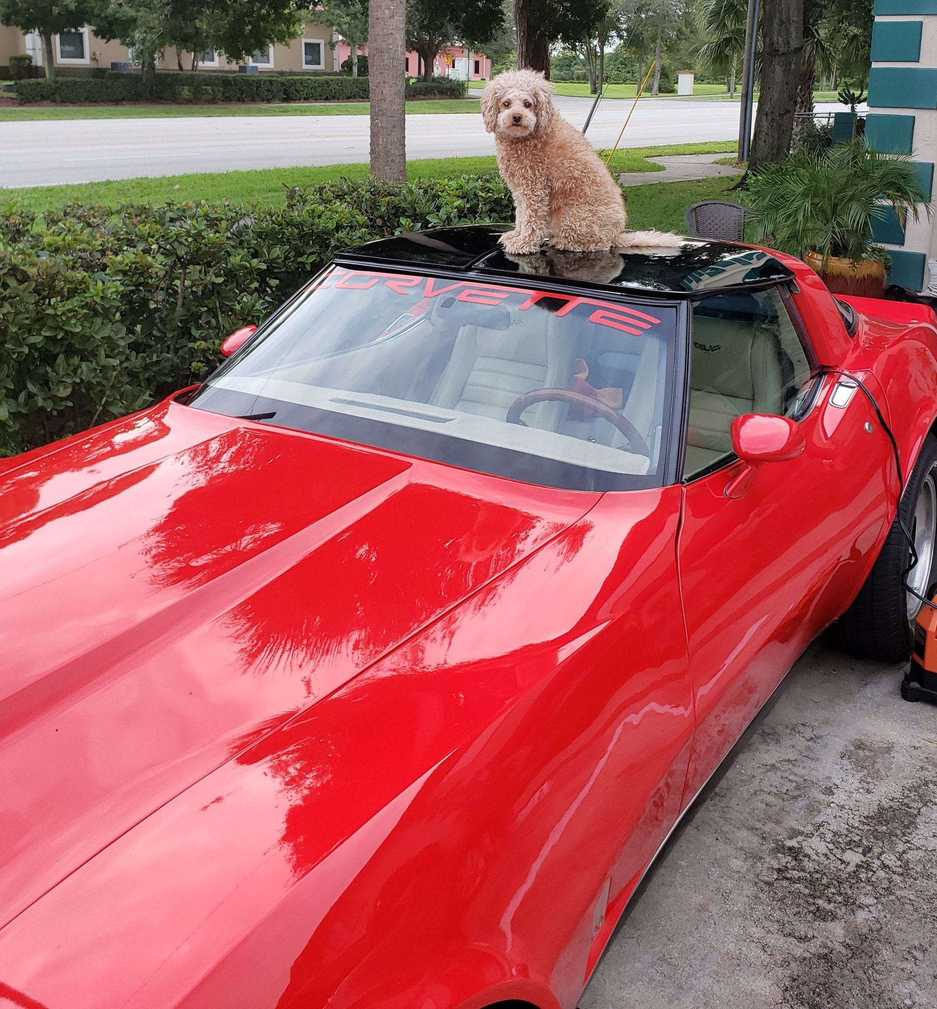 Dogs and Corvettes CorvetteForum Chevrolet Corvette Forum Discussion