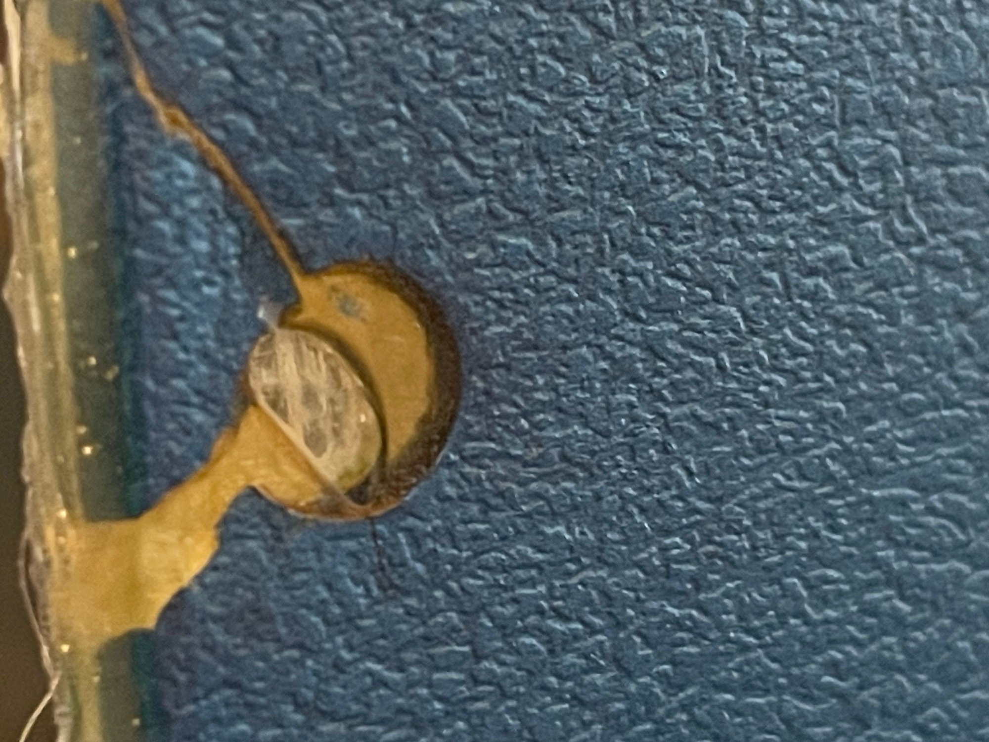 Close-up. 