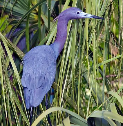 Tricolor Heron