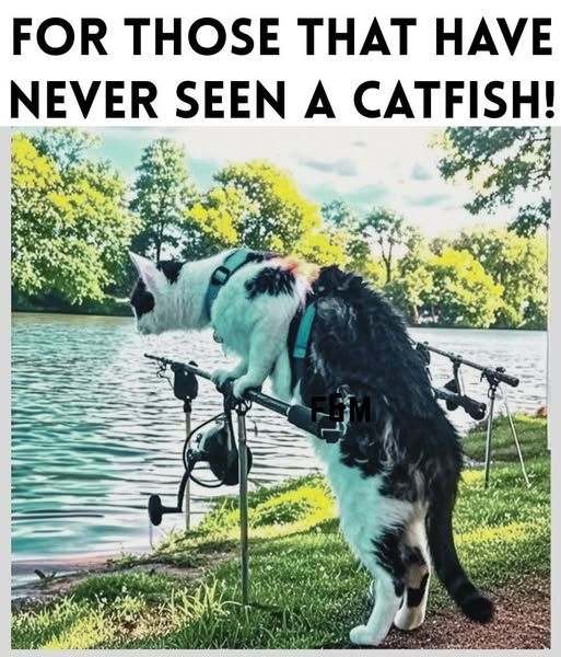 catfish_391967c51e4f7df17f7a9bc1cf1a880fb32fdf5d.jpg