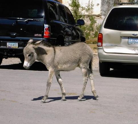 babydonkey