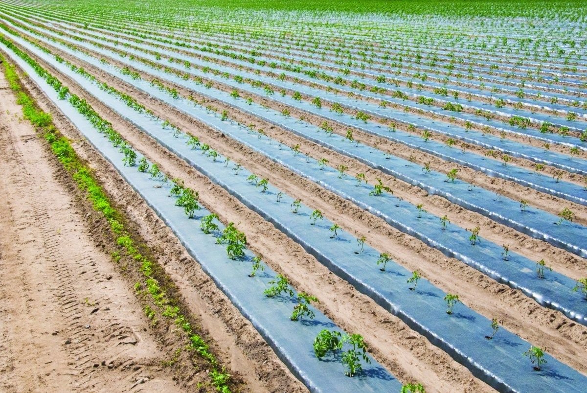 BiodegradableMulchFilmsMark... photo by henanyinfeng on Garden Showcase