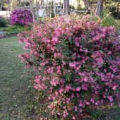 Lorapetulum blooming its fool head off.  In the background is an azalea also blooming its fool head off.
