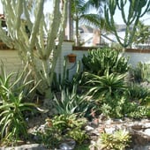 Aloes and Euphorbias
