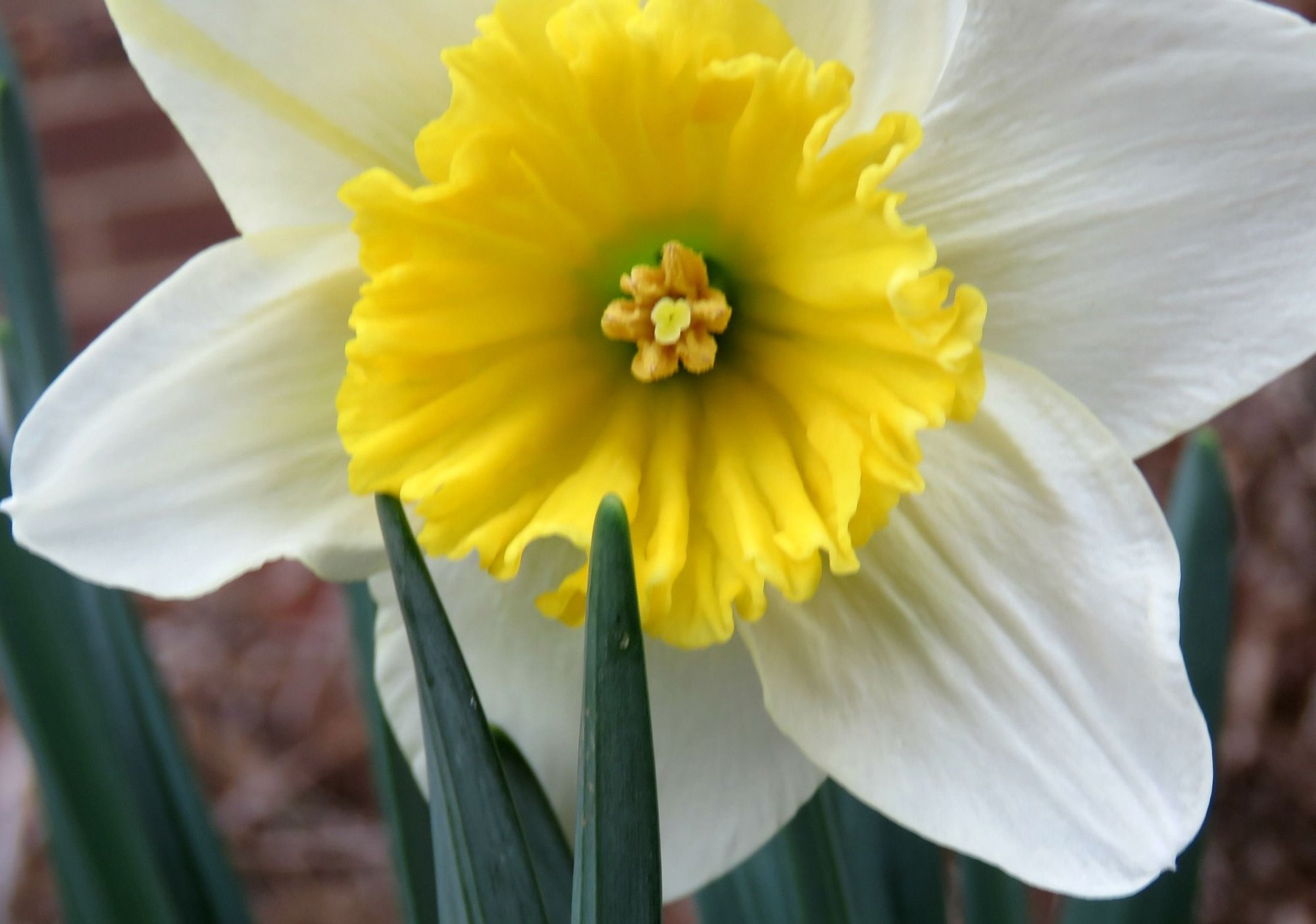 One of the 1st Daffodil blooms... photo by madameyoohoo on Garden Showcase