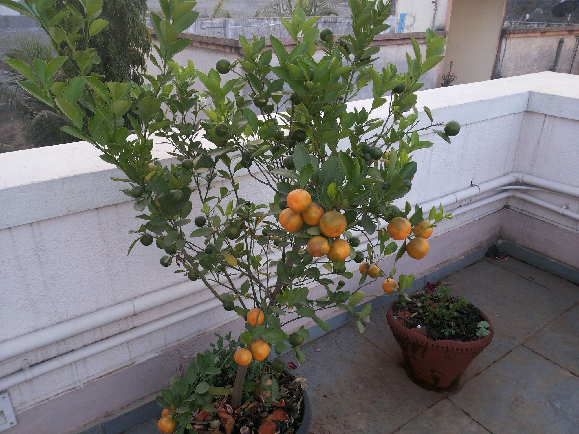  Ornamental Orange tree  photo by dadhe on Garden Showcase