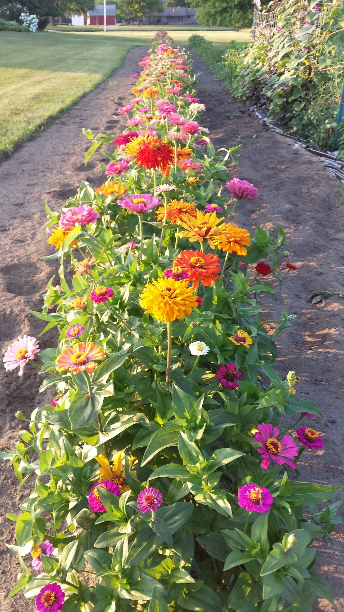 Planted seeds on may 15 2016,... photo by katesflowers on Garden Showcase