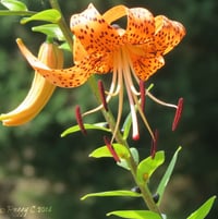 - a Tiger Lily - one of many that have yet to bloom..