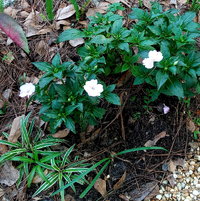 Pale pink impatiens growing in the shade of the side path.