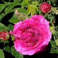 Gallica Rose 'D'Aguesseau' bred by Jean-Pierre Vibert, France 1836