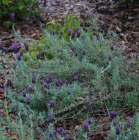 Spanish lavender