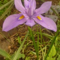 Prairie Nymph (Herbertia lahue)