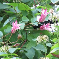 'Duchess of Albany' clematis still flowering