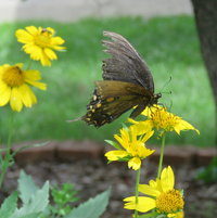 Eastern Swallowtail Black (f) on False Sunflower - her wings have been through a lot..