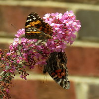 Next door ..Painted Lady on top of Buddleja and American Lady on bottom ..