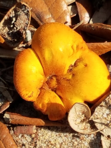 Ocala National Forest in Florida, coloful forest floor find. I'm  guessing something maybe in the mushroom family?? If you know what the proper name is, please leave a reply.