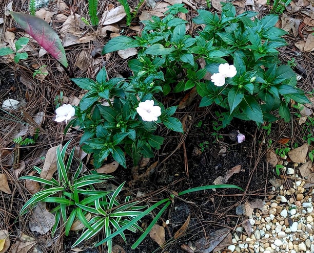 Pale pink impatiens growing in the shade of the side path.
