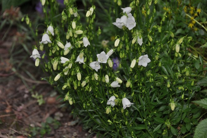 Campanula cochleariifolia 'Bavaria' in bloom in the fairy garden