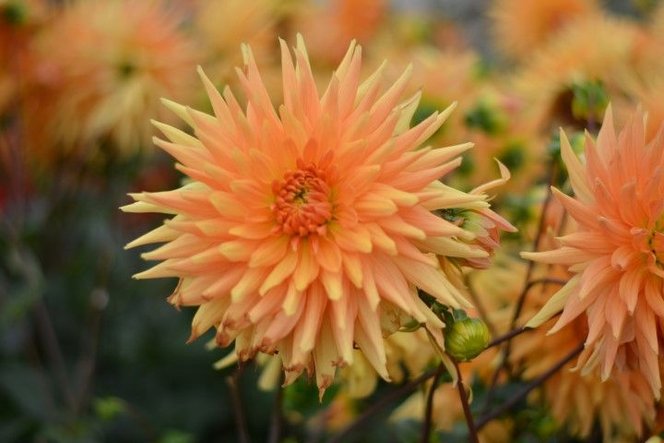 Dahlia Gold Crown photo by bulbi on Garden Showcase