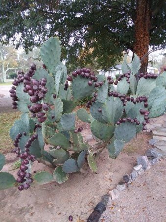 13 - Year-old prickly Pear Cactus