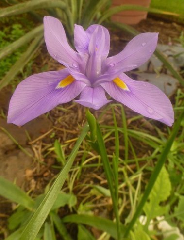 Prairie Nymph (Herbertia lahue)