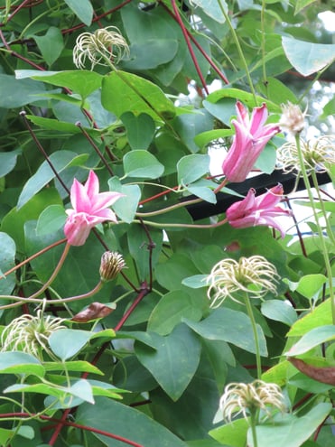 'Duchess of Albany' clematis still flowering