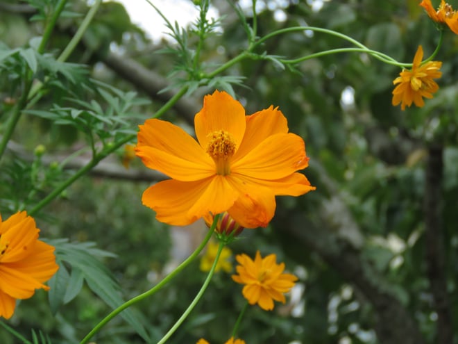 Cosmos (orange) seeds gifted from the gardener who tends the garden Down The Road -NotMyGarden - these are 4-5 ft tall ..