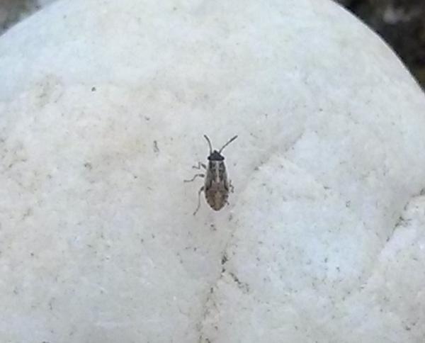 Insects all over Garden and House - DoItYourself.com