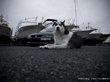 Evo [2 FAST] &amp; Panda