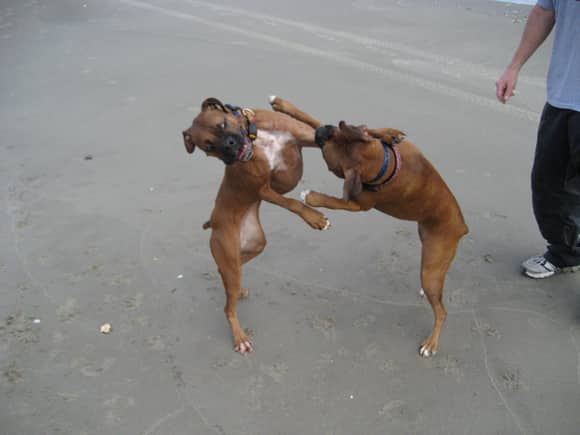 2 bitches play fighting on the beach!!