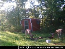 deer cam 111