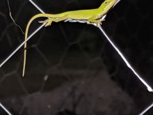 This is a baby lizard we found sleeping on the chicken coop. "The world isn't so bad if you can just get out in it."