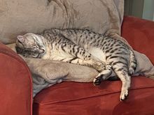 Anpu requests that this Caturday be celebrated like any others - without fireworks.