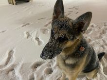 Gumbo is loving the snow
