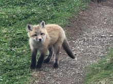 One of the cute fox cubs!