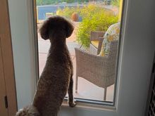 Poppy came home from the spa and immediately had neighborhood watch duties!