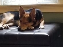 After his morning romp in the park, it's a slow start to Sunday