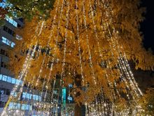 One of the illuminated trees  with still a lot of golden brown leaves