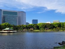 View of my hotel from the far side of hamarikyu gardens   tea house in the foreground.
(My room is on the other side of the hotel so i get skyscrapper views rather than garden/bay views